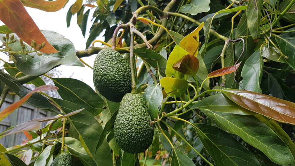 Bay of Plenty avocados