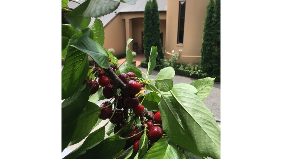 Fresh cherries