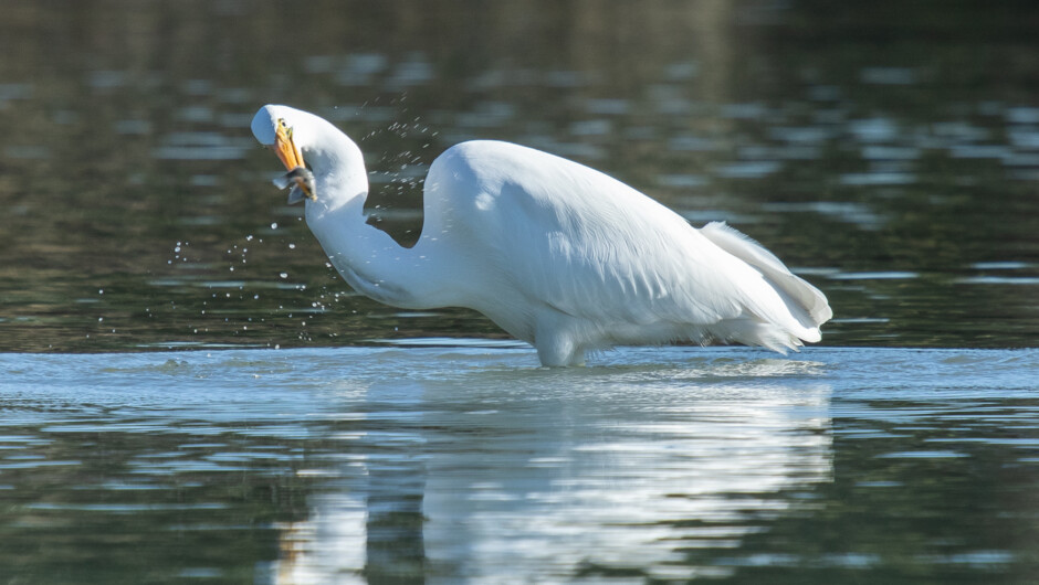 Kotuku (white heron)