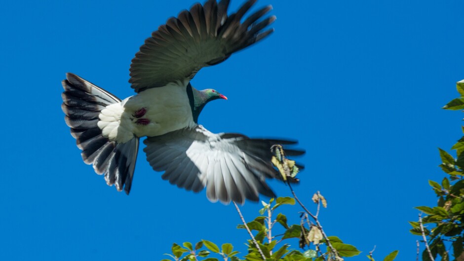 Kereru (NZ wood pigeon)