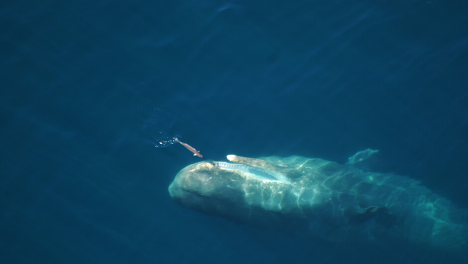 See a whale from head to tail in Kaikoura.