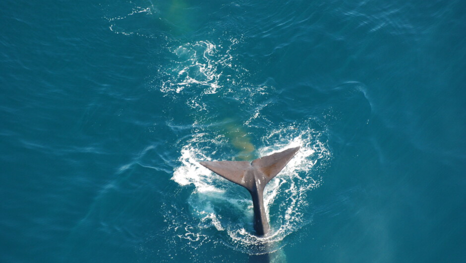 View whales and dolphins from the ultimate vantage point.