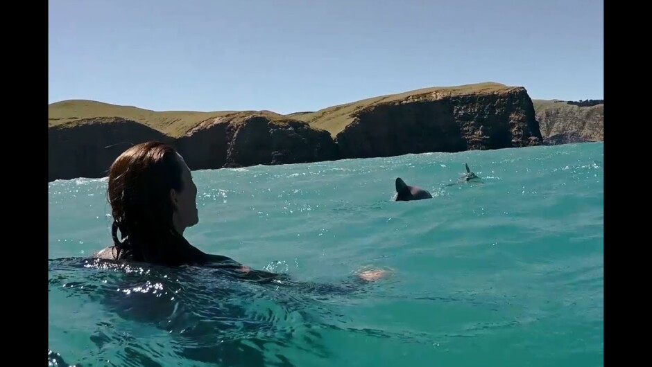 Swimming with Dolphins - Akaroa