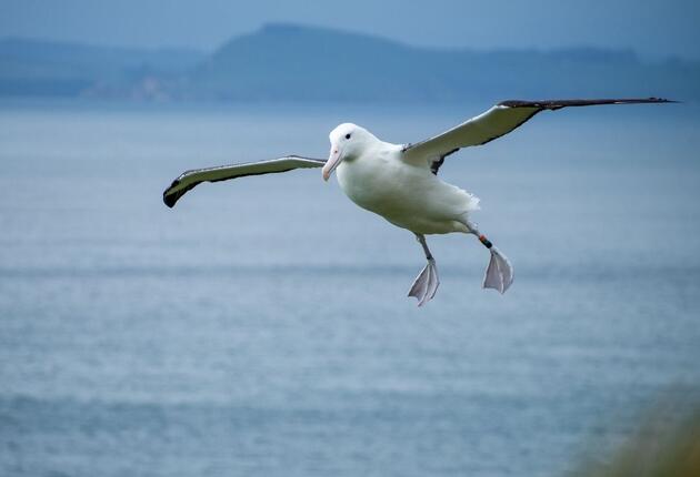 Your only chance to see - the world's only mainland Royal Albatross breeding colony. Visit our exclusive observatory on the nature reserve to see giant albatross throughout their breeding cycle as they court, lay eggs and raise huge fluffy chicks.