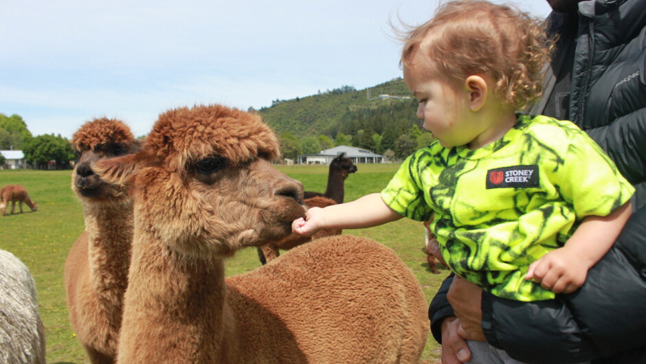 An awesome tour for all age groups to interact and feed the friendly animals