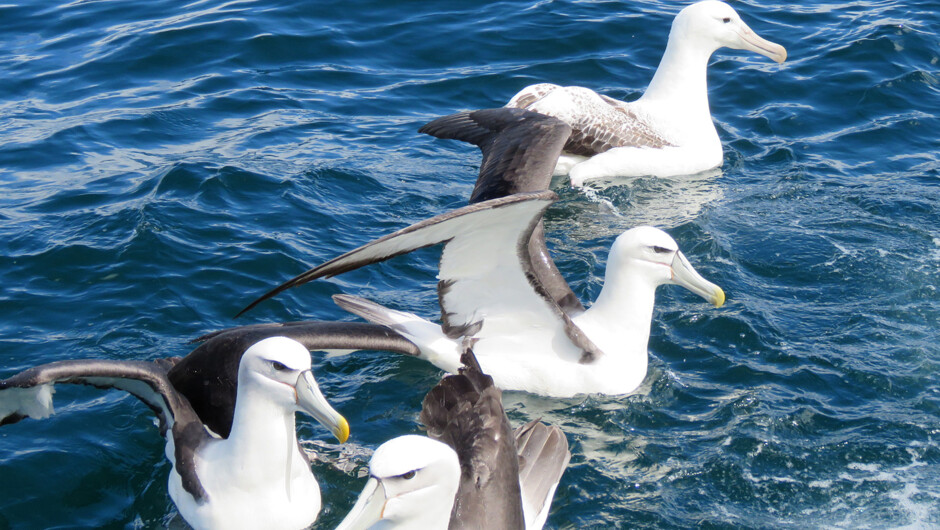 Southern Royal Albatross and White-capped Mollymawks