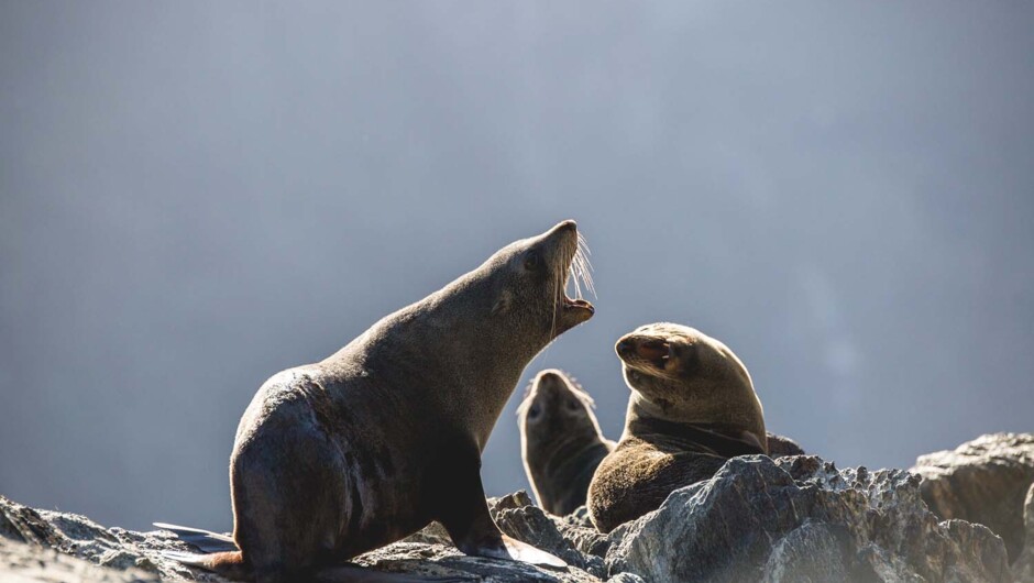 Milford Sound Cruise - wildlife