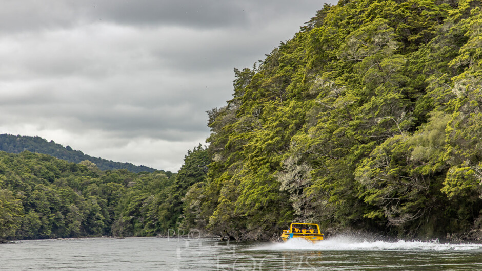 The best way to experience the Fiordland bush of mixed beech forest and podocarps.