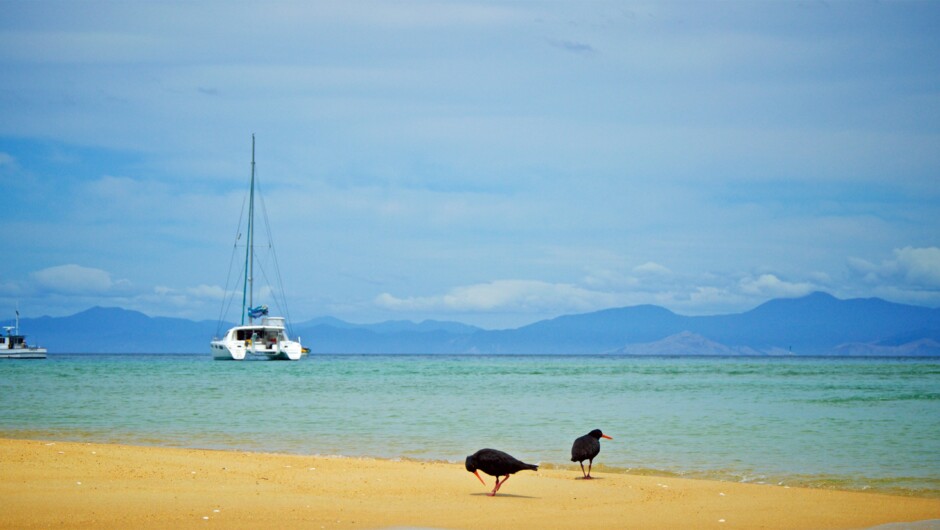 Tasman Bay