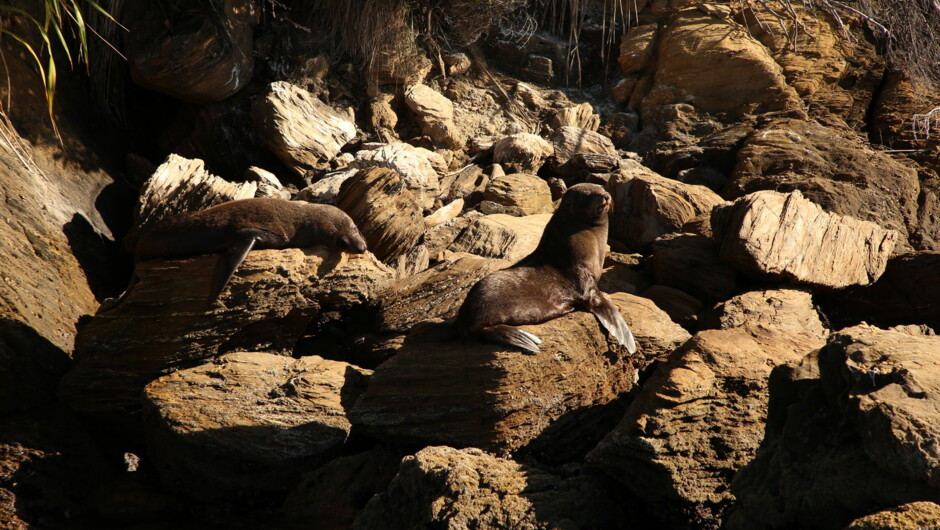 Seals while on a cruise with Beachcomber Cruises