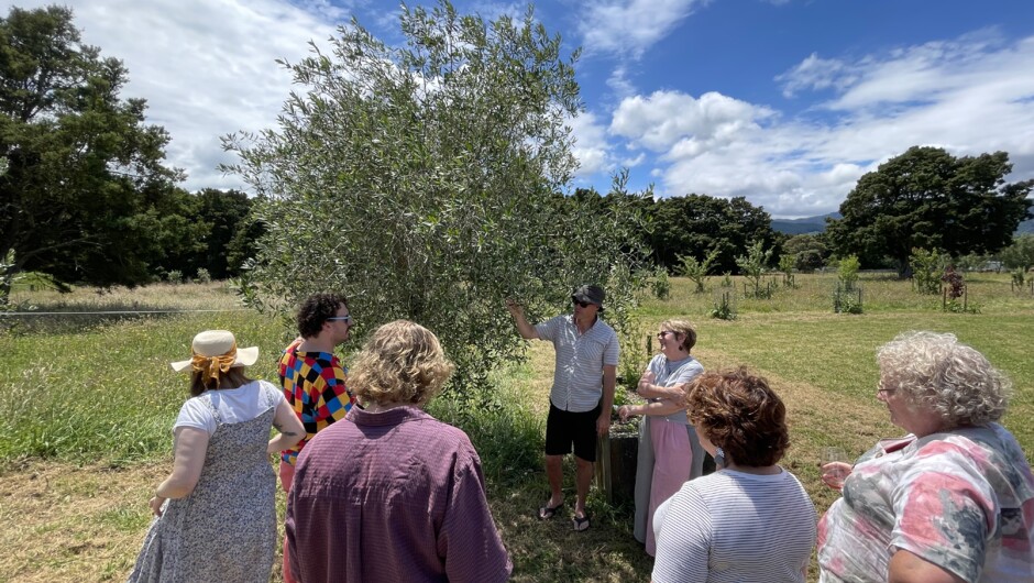 Olive Grove tour with owner Brent Meldrum, Totara Tunnel Olives, Te Horo.