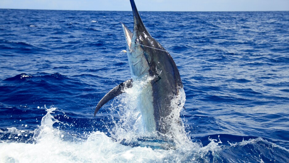 Hooked Marlin