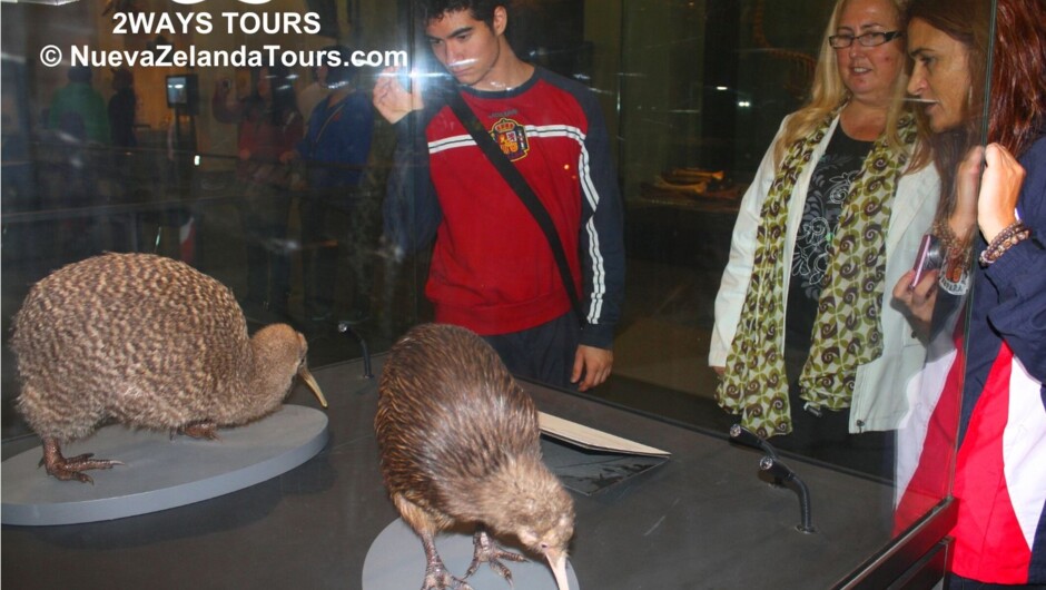 Listen and admire New Zealand's kiwi birds and other native fauna