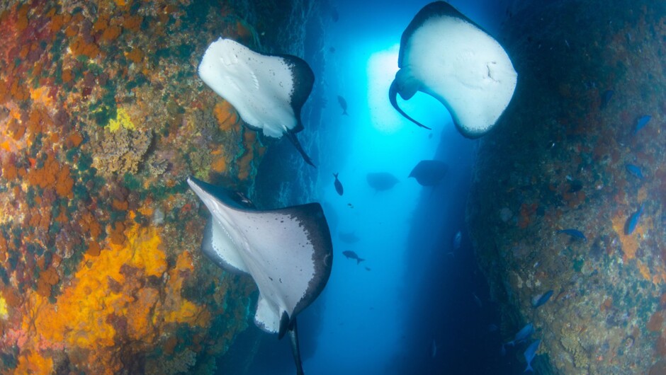 Stingrays lighting up Northern Arch at the Poor Knights Islands.