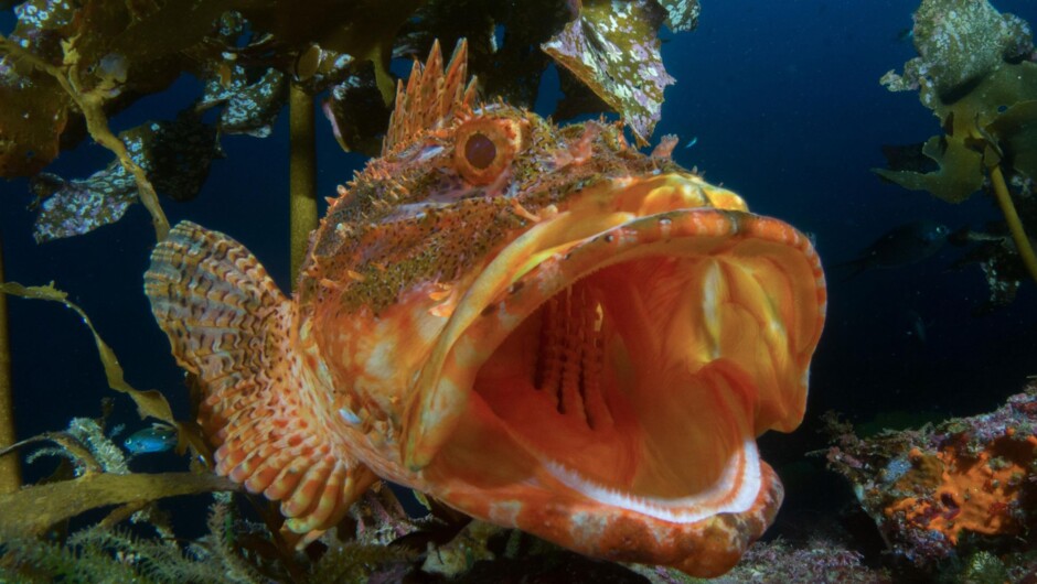 Yawning Scorpian Fish at the Poor Knights.