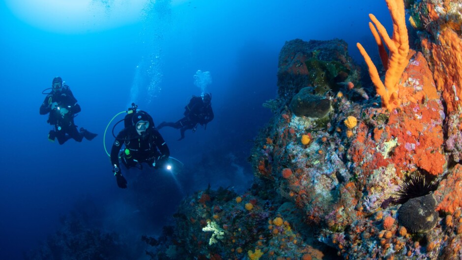 Divers lighting up the colors at the Poor Knights Islands.