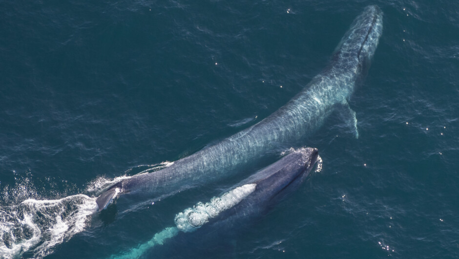 View the whales from tip to tail