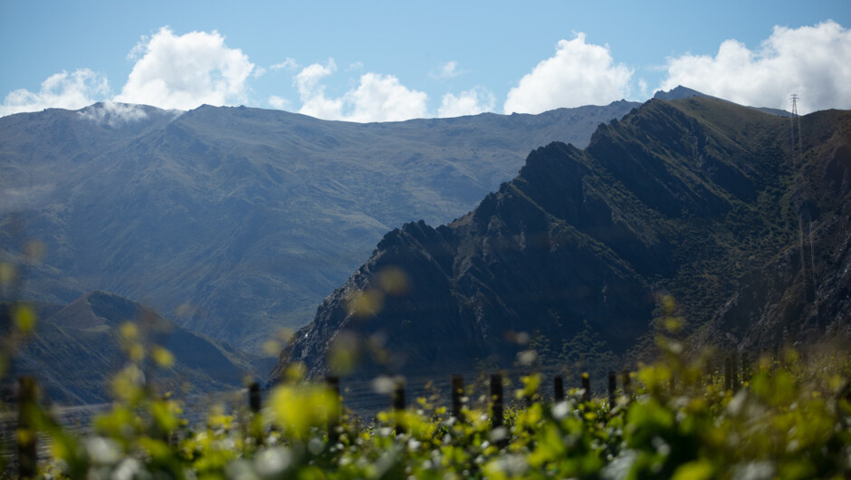 Coxs Vineyard has magnificent views of the mighty Nevis Bluff.