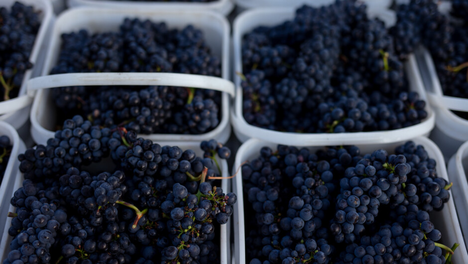 Coxs Vineyard produces some of the best Pinot Noir grapes in the world.