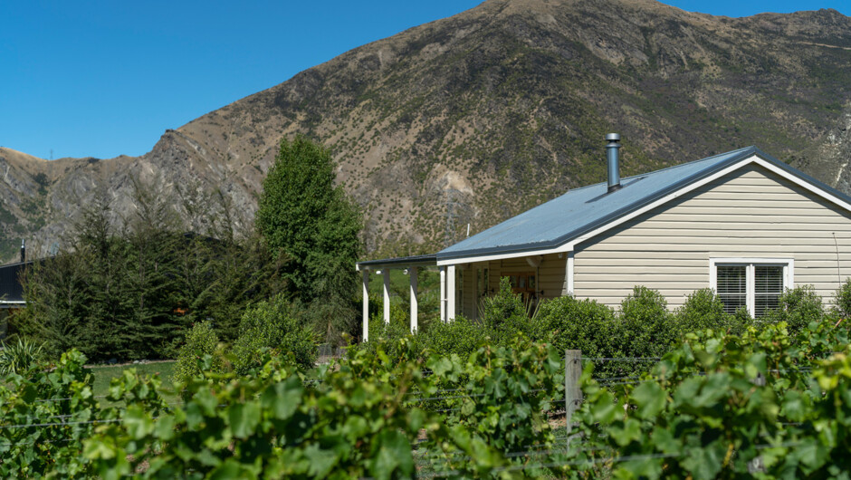 The Tasting Room is right next to the vineyard where you can take a walk around the vineyard at any time of year.