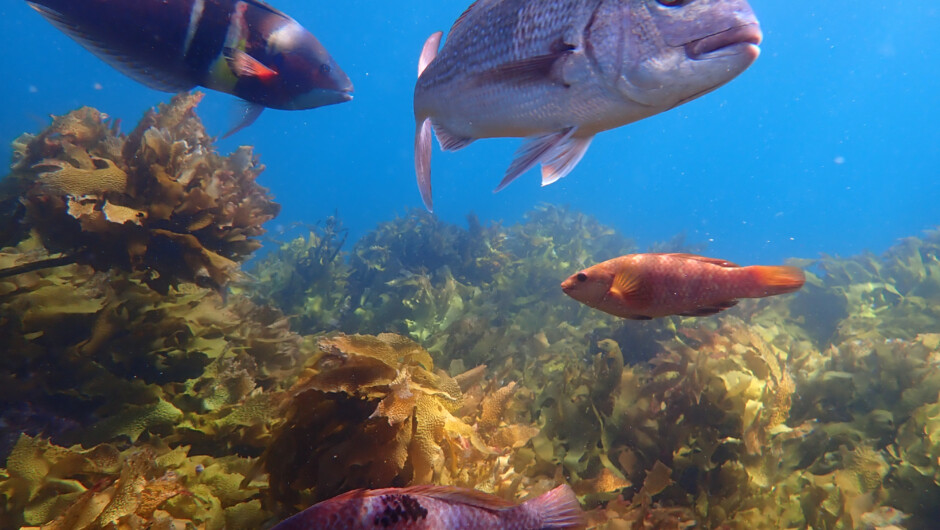 Snapper are just one of the many varieties we see.