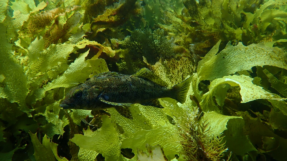 Kelp fish are so well camouflaged but fun to play with.  I call them my sea puppies.