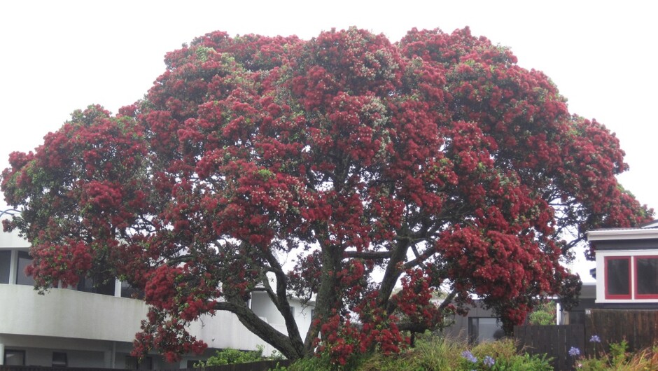 Pohutukawa Tree