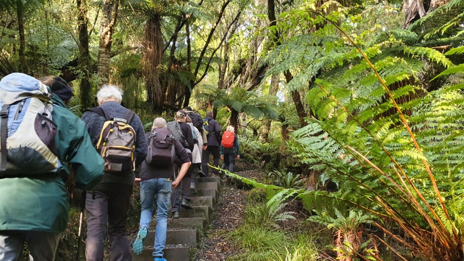 Walk through stunning native bush