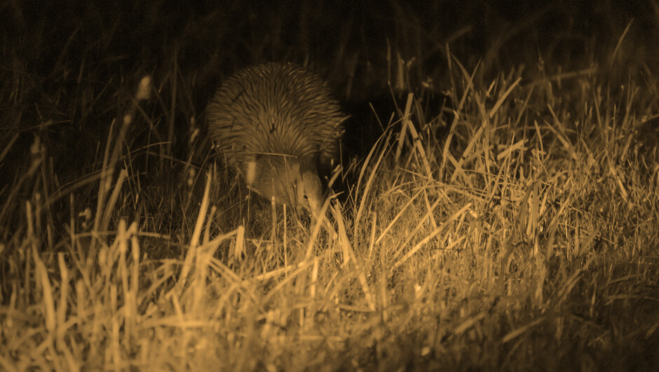 Kiwi spotting on Stewart Island/ Rakiura