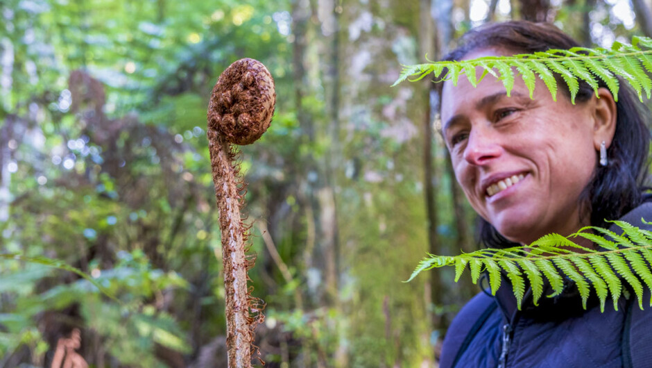 Learn about native plants on Waiheke Island