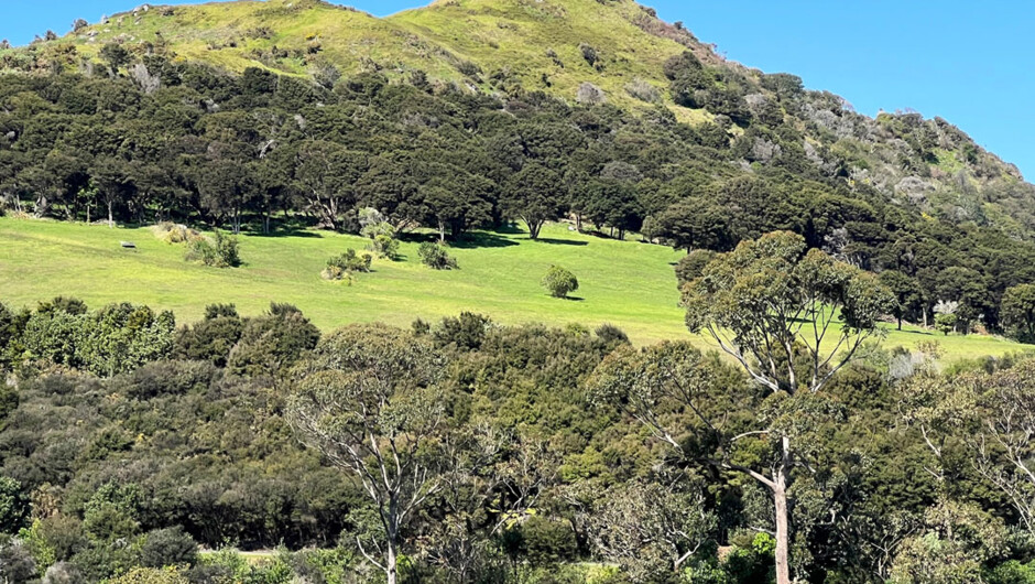 Te Putiki O Katumatamoe, seen on the Waiheke Island Cultural Experience