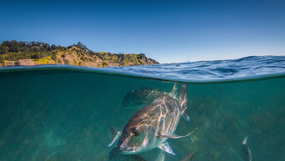 Snapper half in and half out of the water, Goat Island.