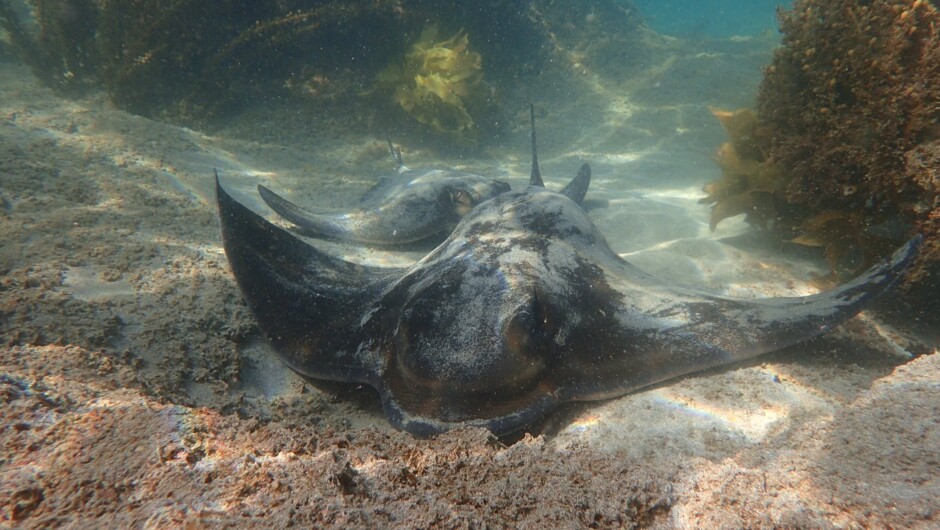 Two Eagle Rays chilling. Taken while snorkeling at Goat Island Marine Reserve.