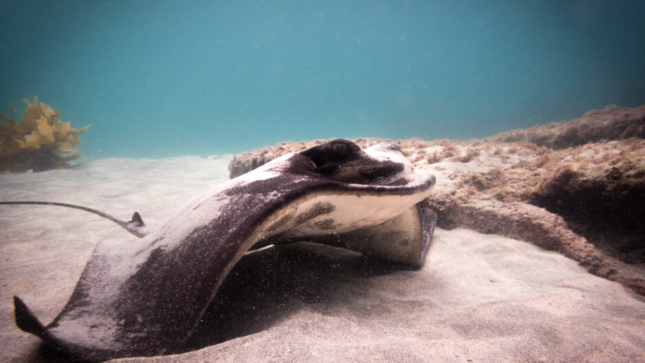 Eagle Ray.