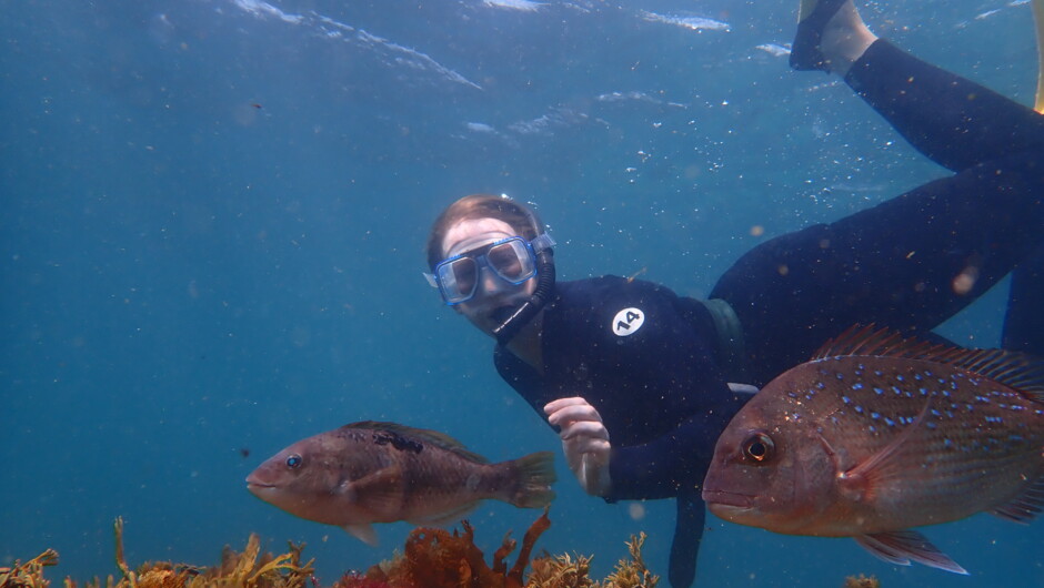 Snorkeling at Goat Island, snapper and spotty.