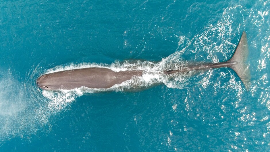 The mighty Sperm Whale from above