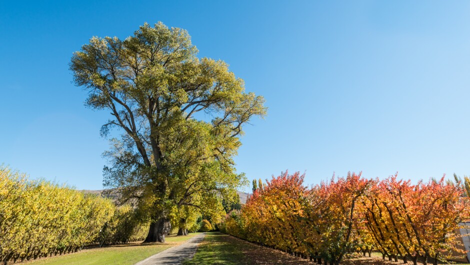 Autumn at Jackson Orchards