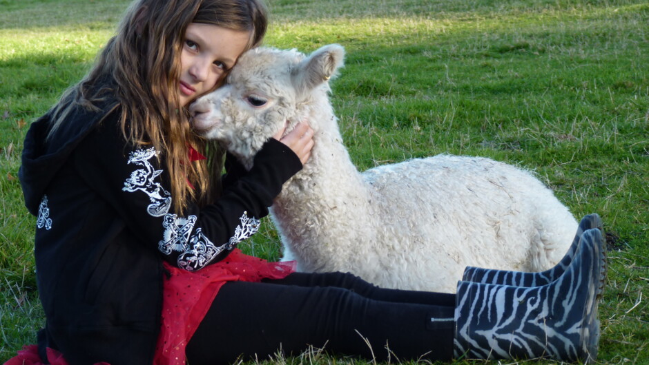 Alpaca cuddles