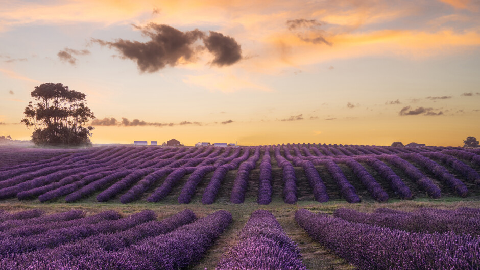 Sunset and lavender.