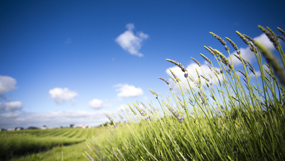 Lavender flower sprout in earlier flowering season.