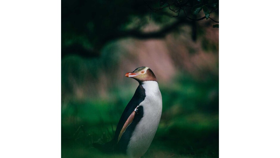 See the Yellow-eyed Penguin conservation reserve on your Elm Wildlife Peninsula Encounter Tour.  Watch royal albatross glide across the water and return to their breeding colony.  You'll spot other rare seabirds.