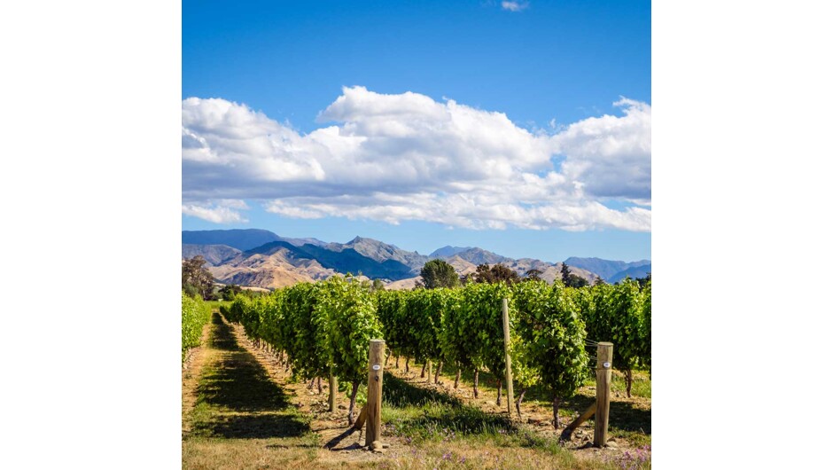 Visit wonderful vineyards such as Te Kairangi Wines, Tirohana Estate, Cabbage Tree Vineyard and Martinborough Vineyard on this half day tour of the premium wine region of Martinborough.