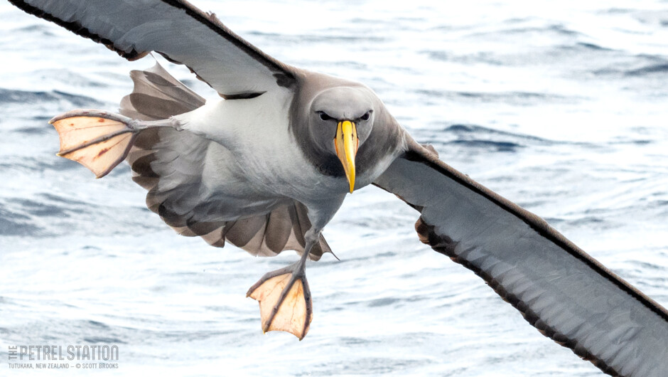 Chatham Mollymawk / Albatross coming in for landing. Rarely seen off New Zealand's mainland we are lucky to get to see these stunners occasionally on our spring tours.