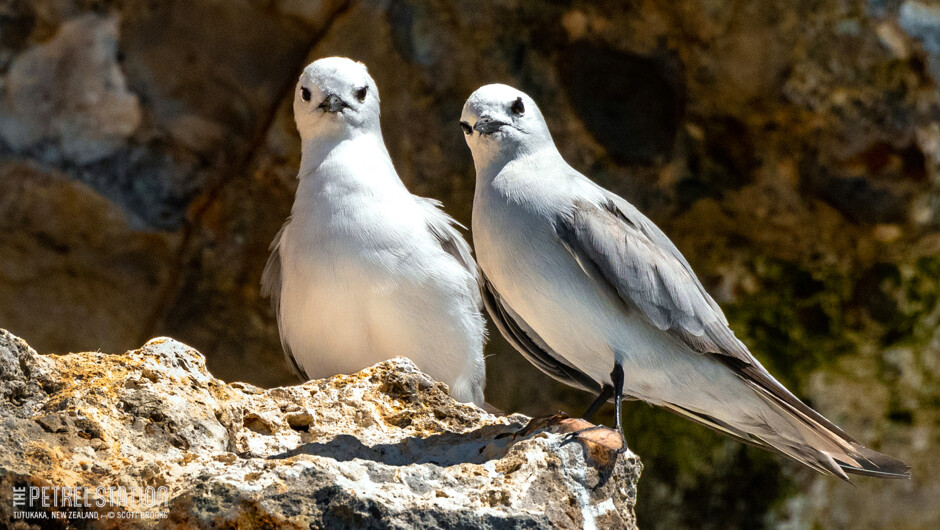 Grey Noddy / Ternlet only visit three mainland locations in New Zealand, all of which are offshore rock stack islands, and the ones on The Petrel Station tours are the easiest place to visit.