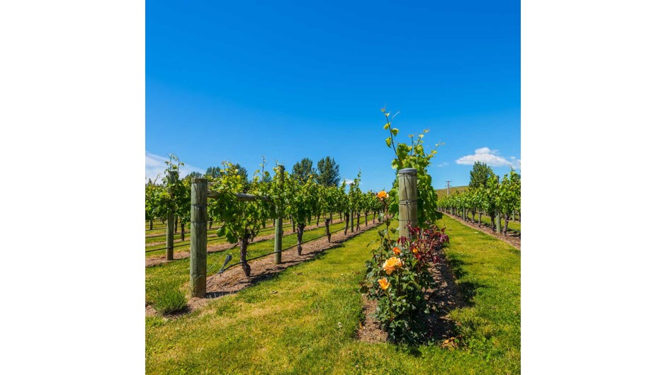 Winery Hawke's Bay