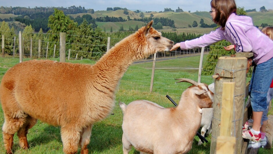 Come and feed our friendly farm animals