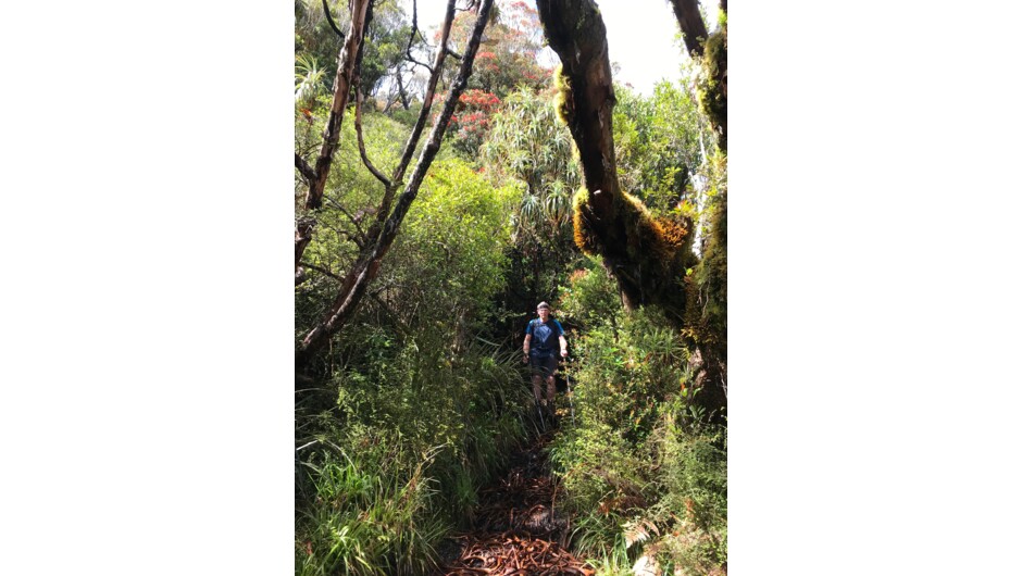 Travel through ancient podocarp rainforest.