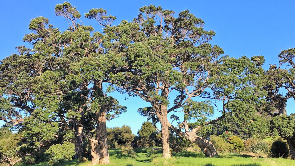 Waiheke Island Bush & Beach Walk