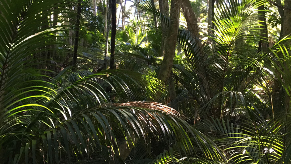 Bush & Beach Walk