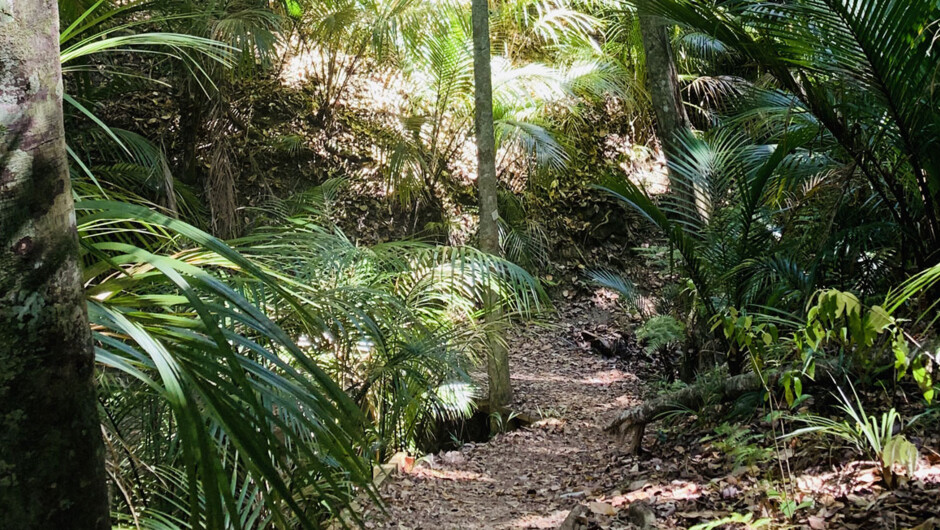 Waiheke Island Bush & Beach Walk